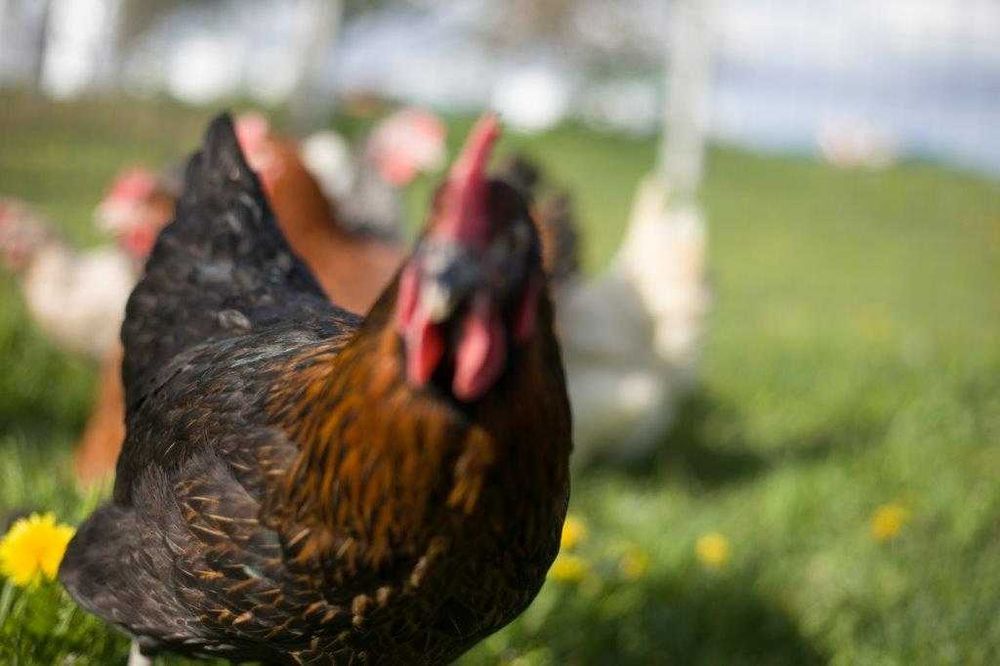 Kurki nioski odchowane rosa dowóz gratis