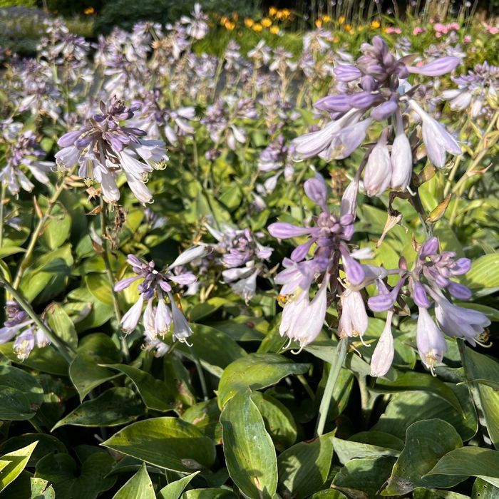Funkia Hosta 'Halcyon' Doniczka 2.0L Duże Niebieskie liście