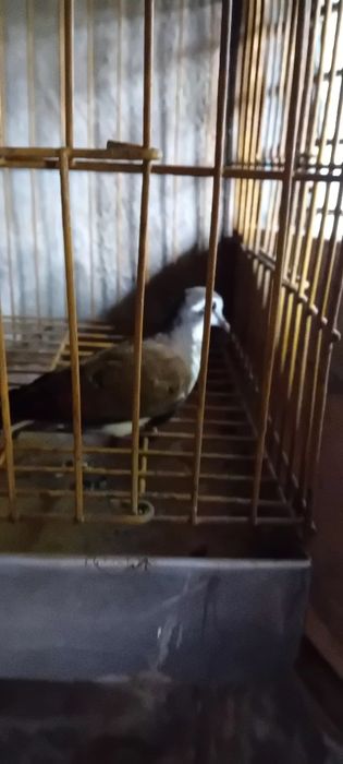 Aves criadas em cativeiro