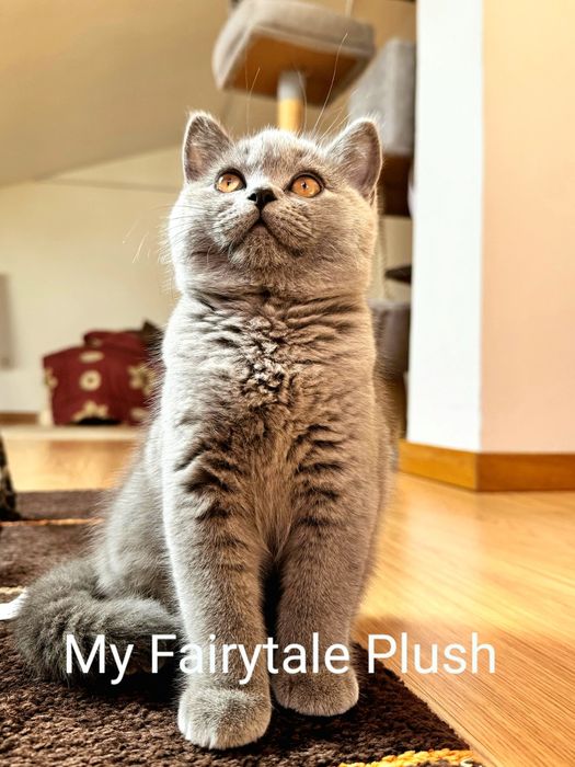 Gatinha British Shorthair Azull