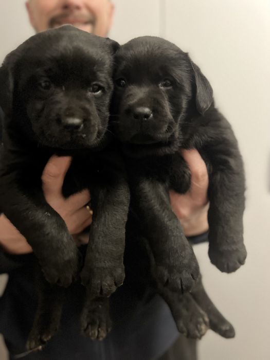 Лабрадор _ собака універсальна