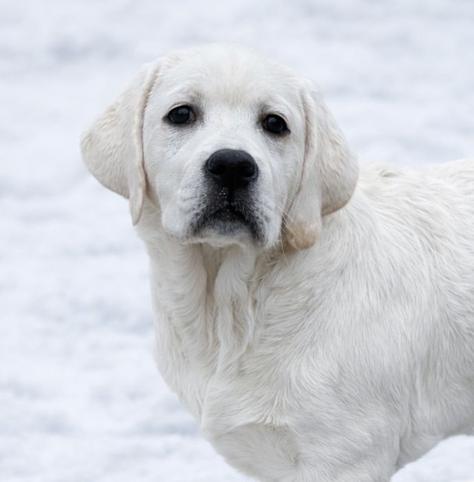Чекає на свою родину!