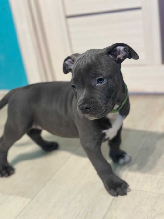 Щенок АСТ цуценя Амстафф американський стафф