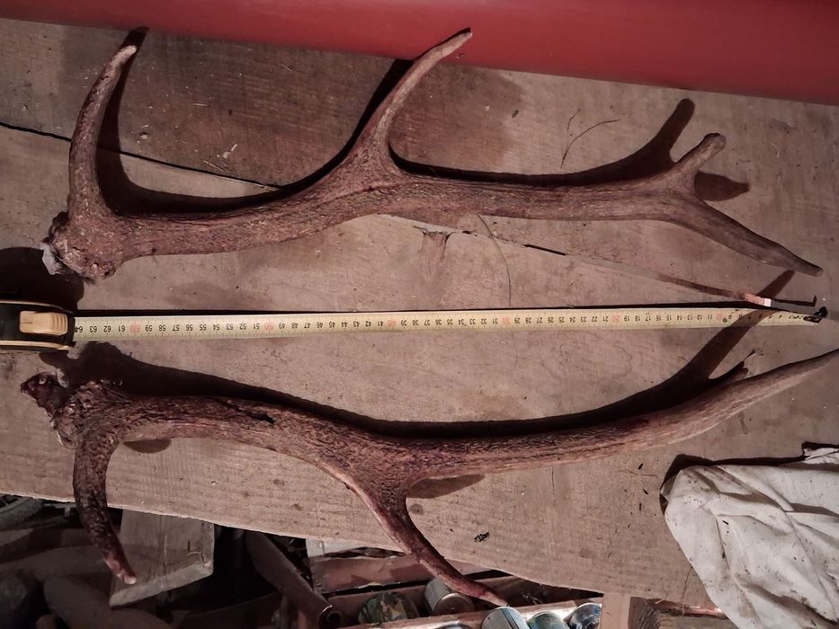 Оленячі роги 600 гр за кг