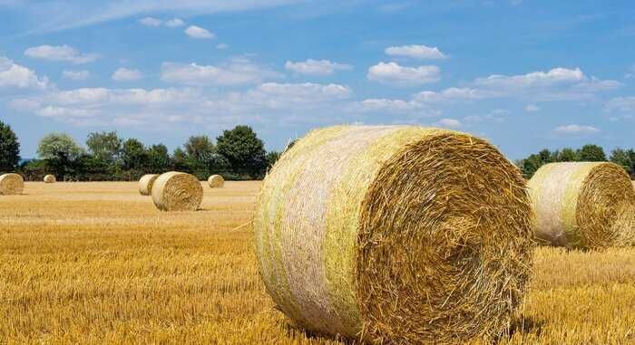 Bale słomy 150 z 2025r