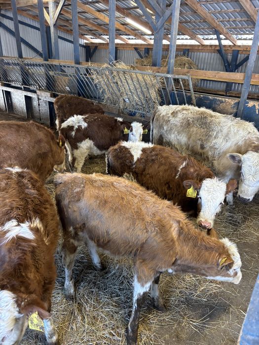 Sprzedam byki oraz jałówki