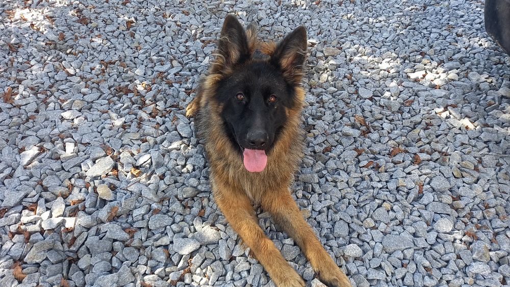 В'язка,  німецька вівчарка