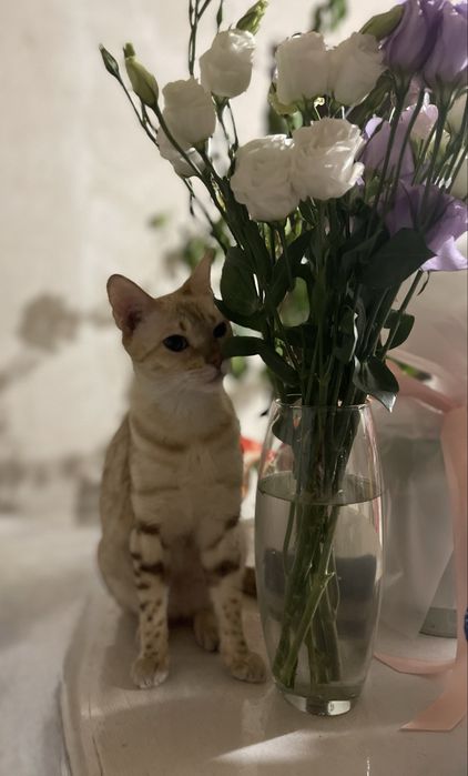 Бенгальские котята