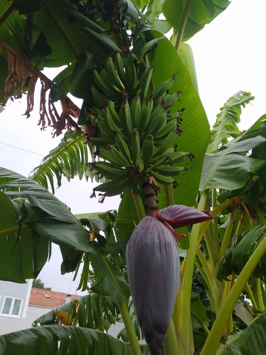Bananas "Banana Maçã" maduras na bananeira