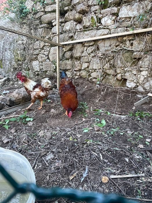 Galos de Quinta: cobrição / abate