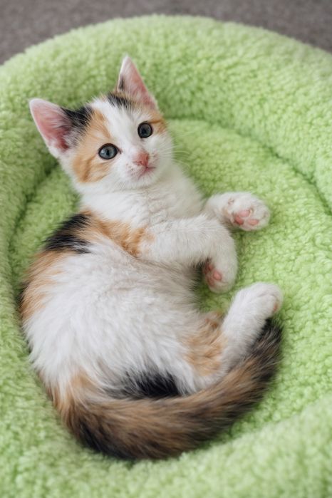 Котик і киця шукають люблячий дім!