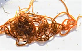 Cultura de alimentos vivos