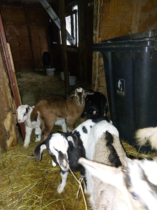 Sprzedaż  kozek młodych