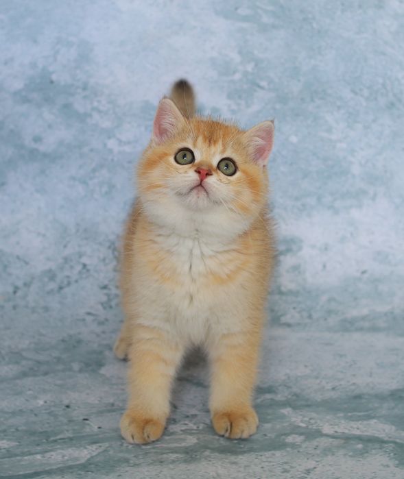 Кошеня золота шиншила