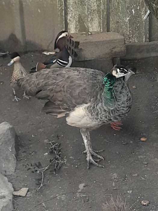 Pavões arlequim maicho adulto ,femias adulta