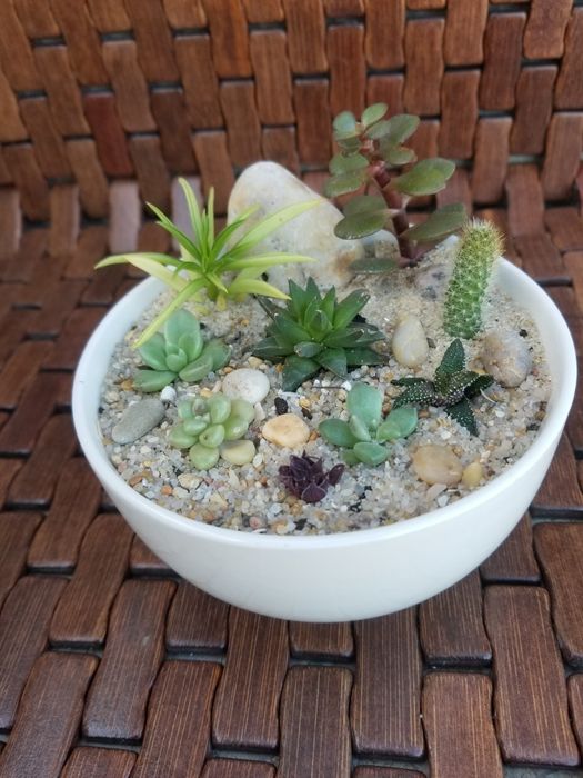 Arranjo de Suculentas