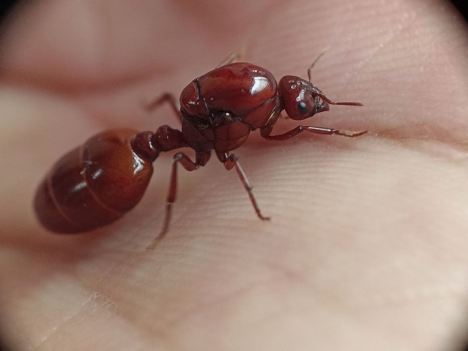 Мурахи Carebara lignata