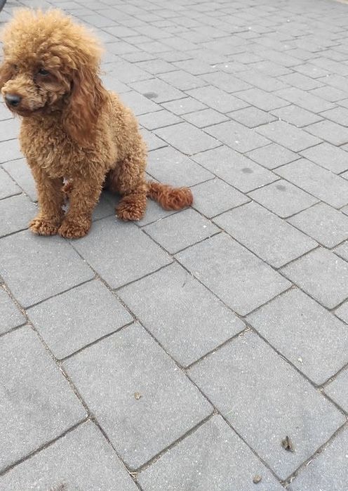 Cavapoo wesoła suczka