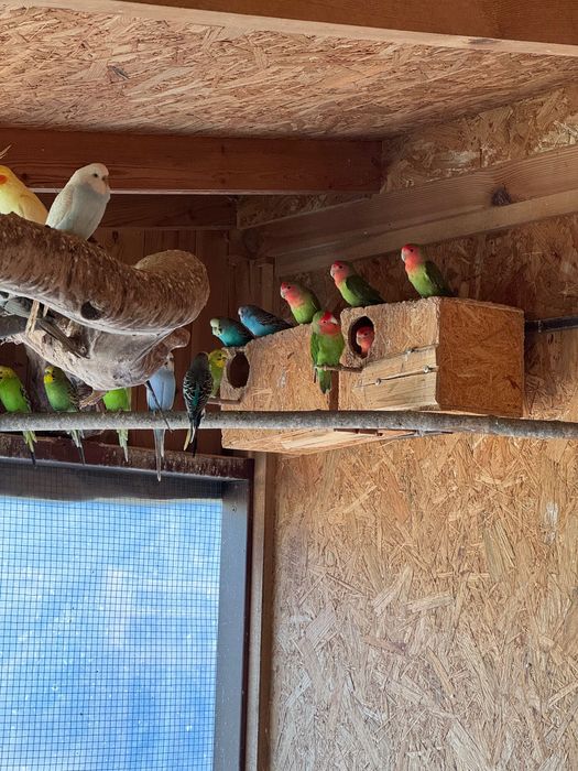 Papugi nierozłączki czerwonoczelne zielone