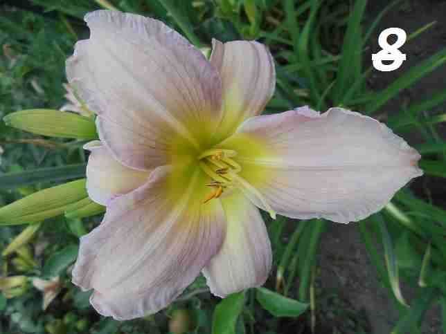 Liliowce - liliowiec.