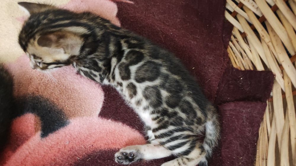 Елітні Бенгальські кошенятка бенгали WCF