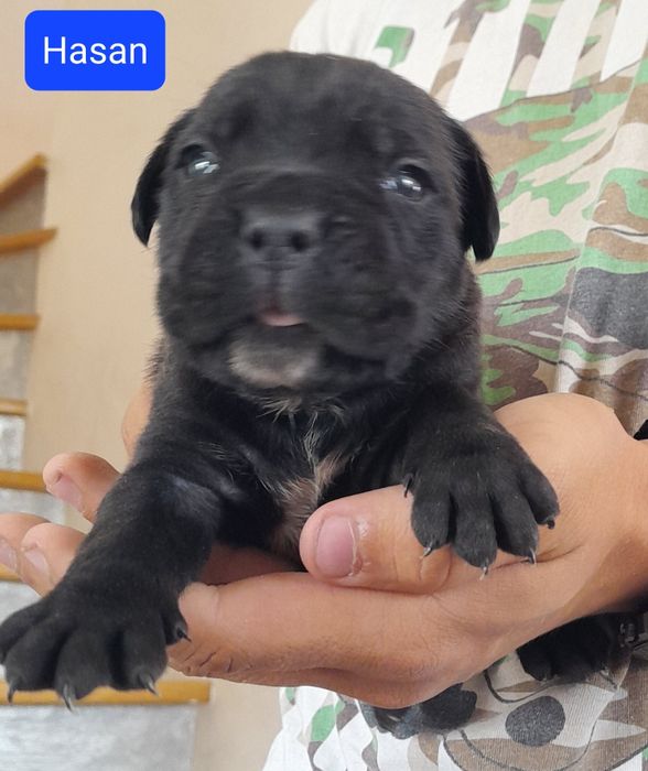 Cane Corso Szczeniak