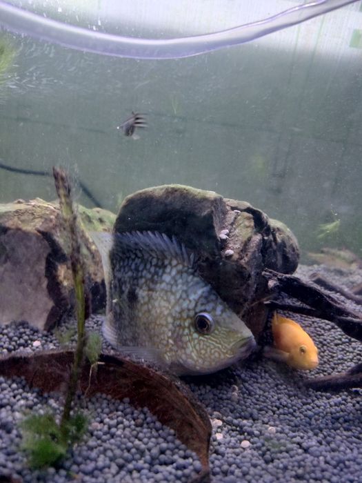 Безкоштовно Цихлазома Бриллиантовая Дисковая Американские Цихлиды