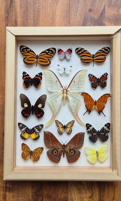 Gablotka motyle Actias selene Marpesia Heliconius i inne na ścianę