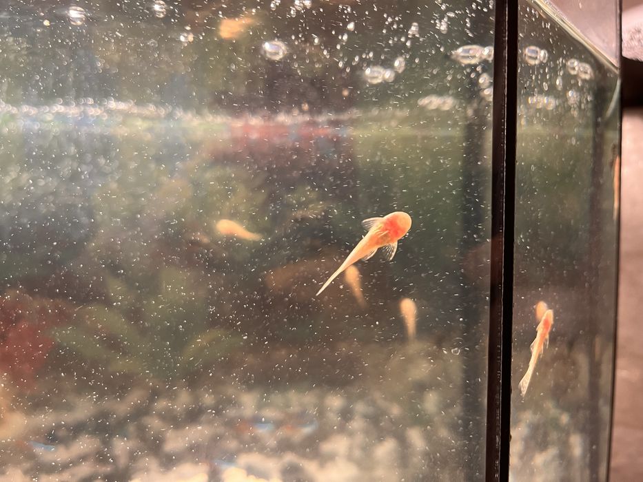 Акваріумні Соми Анцитрус