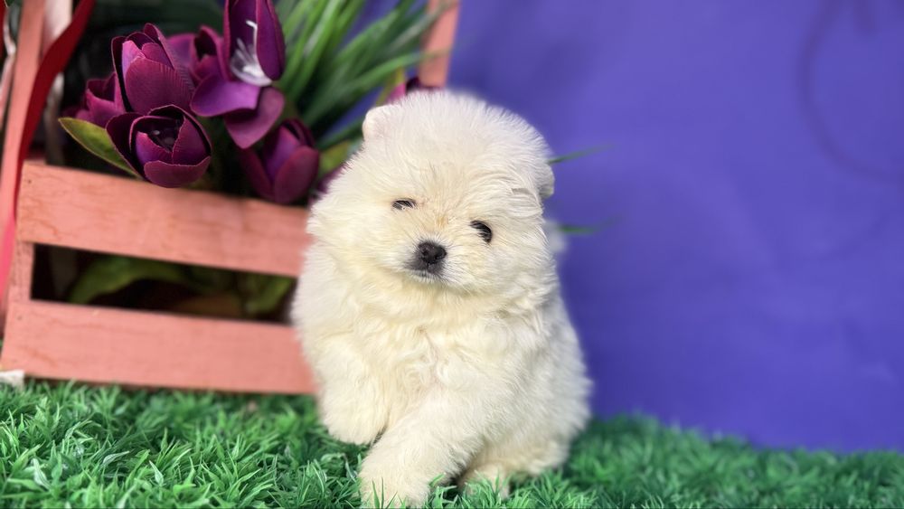 Курносий хлопчик супер міні шпиць