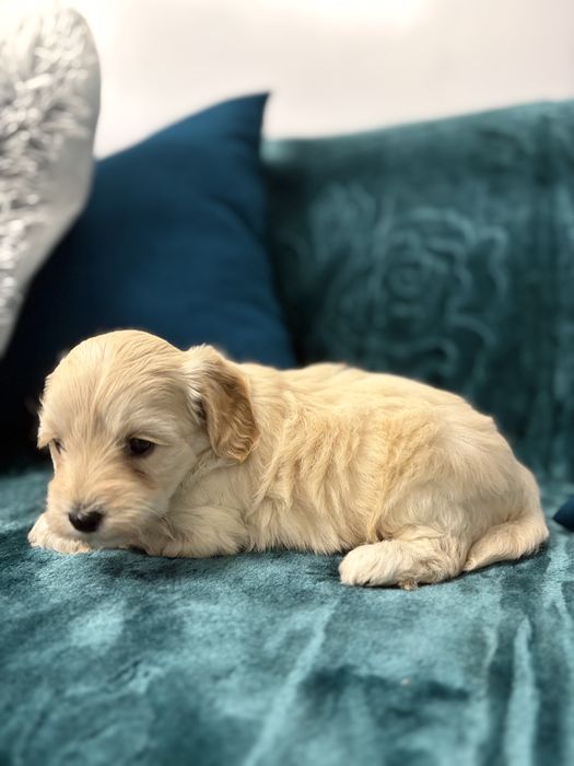 Uroczy szczeniak rasy maltipoo