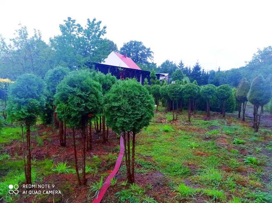 Tuja szmaragd, tuje 70-80cm PROMOCJA