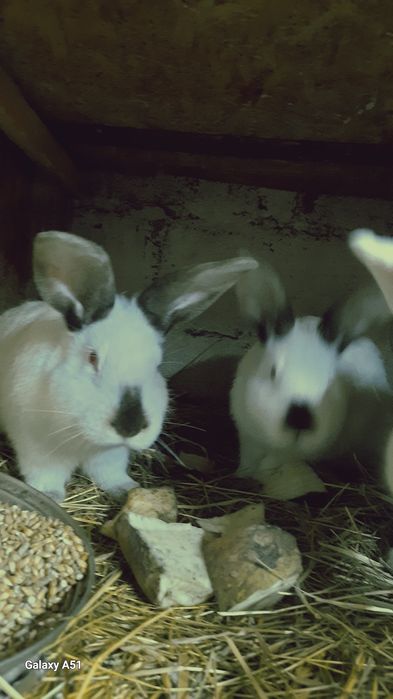 Продую кролі Каліфорнійці одним 5місяців можна злучать, а другим а дру