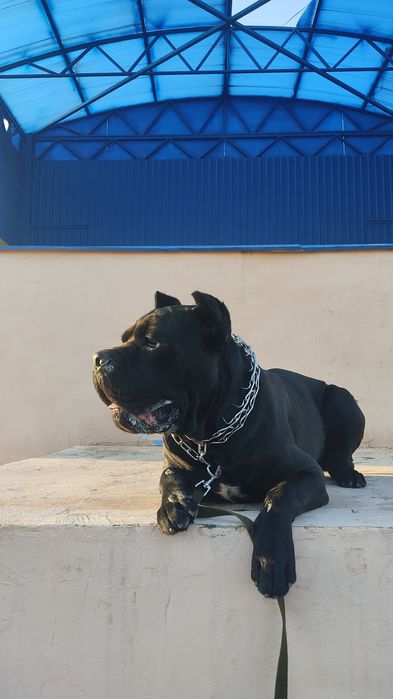 Кінолог, дресирування собак