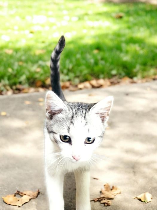 Віддаю безкоштовно котиків котів кішок  кошенят
