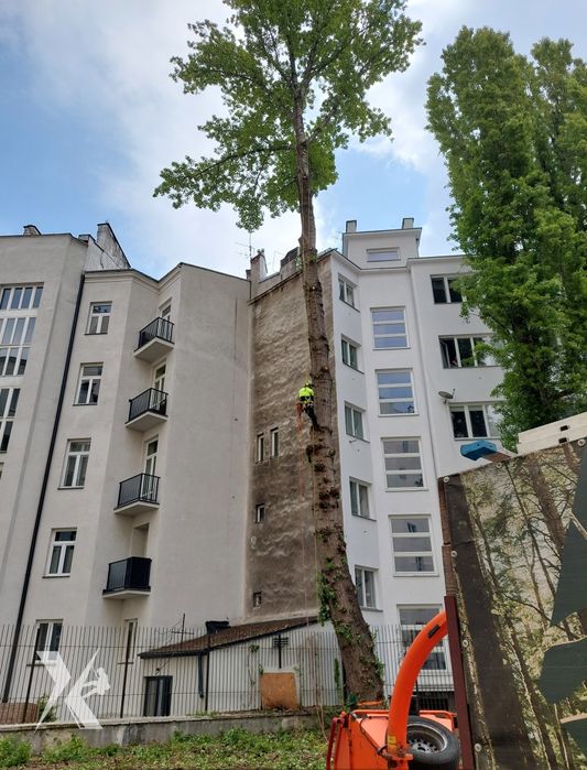 Wycinka Drzew Pielęgnacja Drzew Rębak Podnośnik Arborysta Alpinista