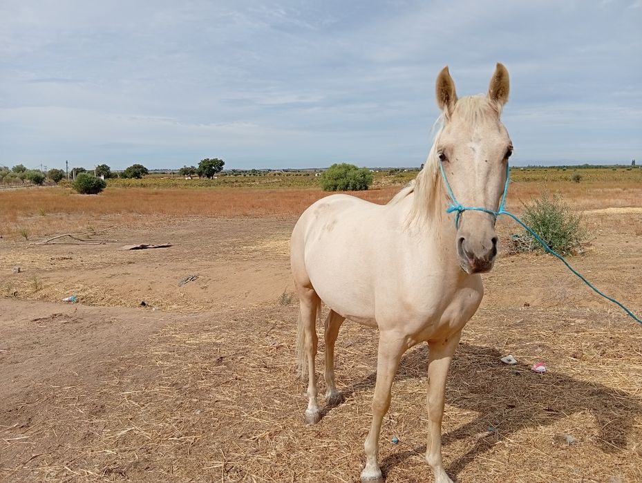 Uma  pérla com 3 anos uma égua castanha com 7 anos