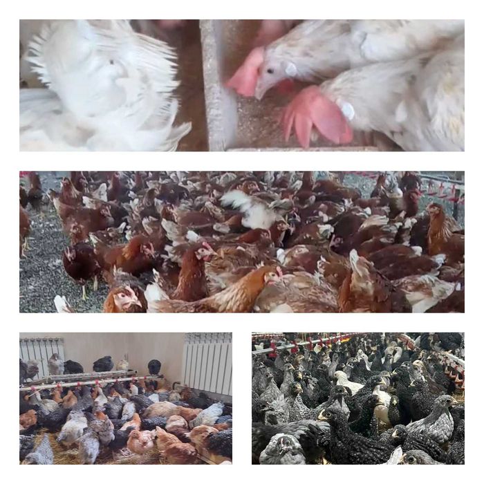 Продам кури несушки! Доставка безкоштовна. Літин!