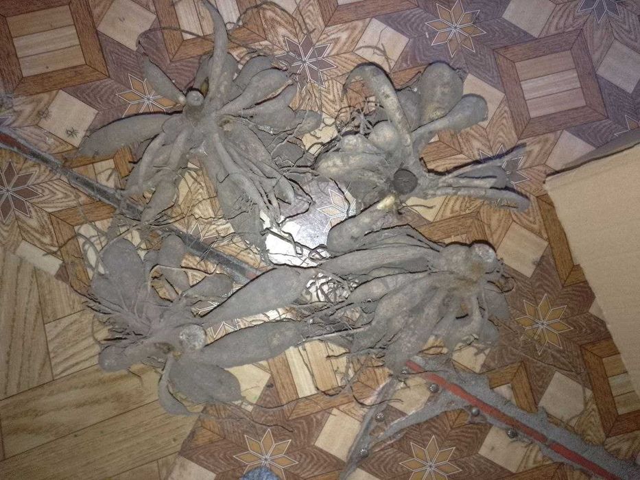 Корнеклубні георгін (суміш)