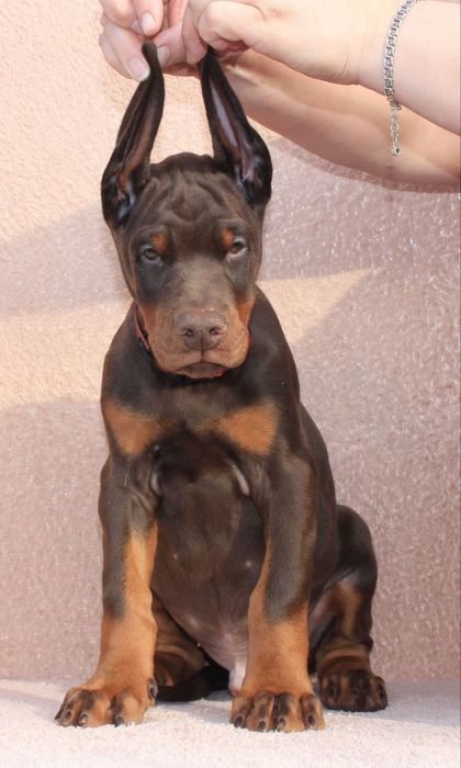 Щенки добермана, цуценята добермана, ТОП доберман, доставка, купировка