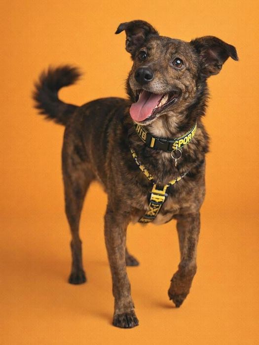 Do adopcji uroczy Benek