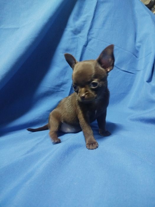 Chihuahua de pelo curto