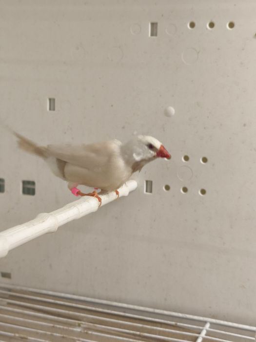 Samiec Amadyny Ostrosternej Cremino