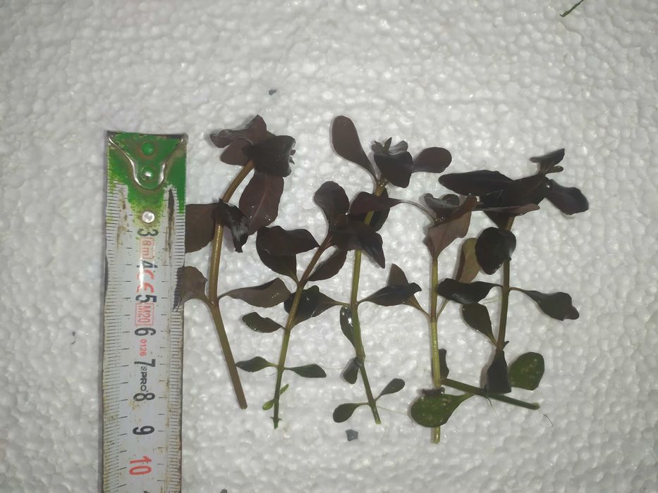 Hygrophila bold na 2 plan. Hodowla podwodna. Gratisy .