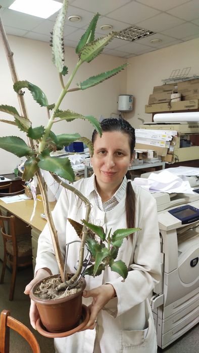 Чихалка (каланхоэ)