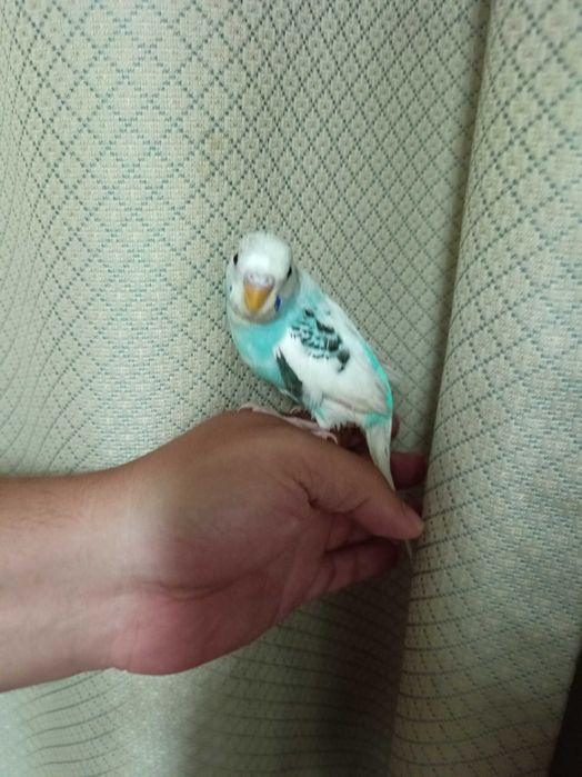 Vendo crias de piriquito