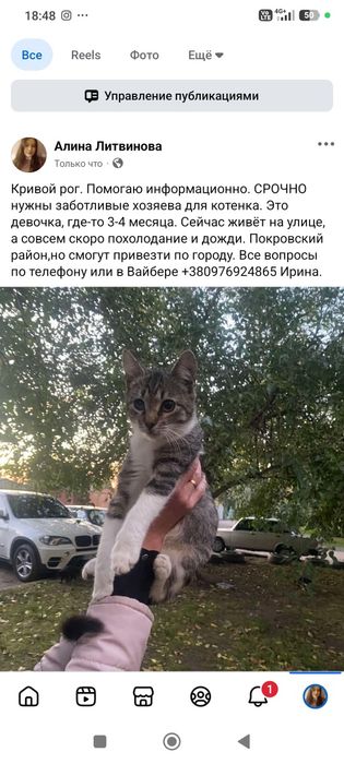 Котенок в заботливые руки бесплатно. котята. кошка. кошечка даром