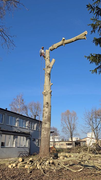 Wycinka drzew/frezowanie pni/mulczer leśny
