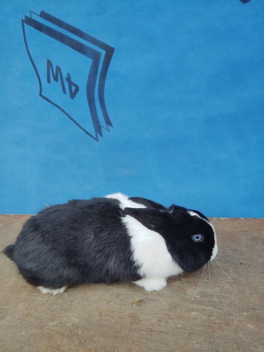 Króliki miniaturki