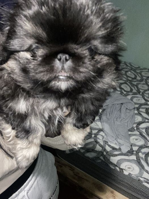 Королівський пекінес